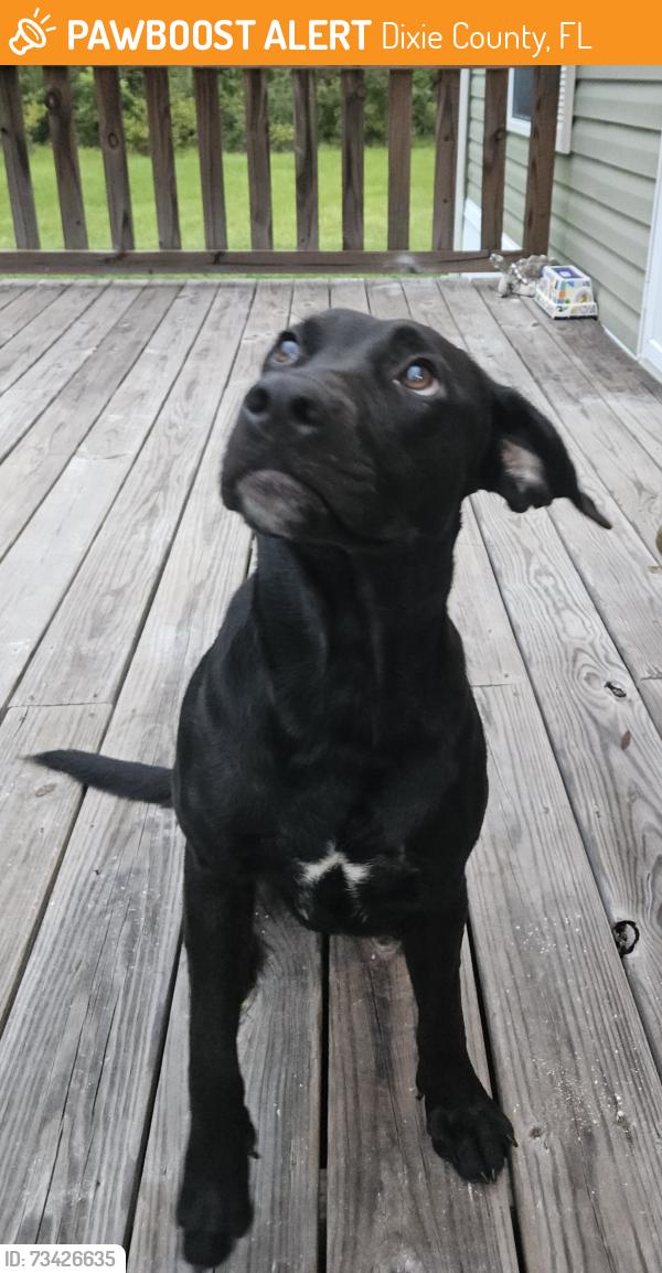 Found/Stray Unknown Dog last seen NE 575 street/NE 364 Ave, Dixie County, FL 32680