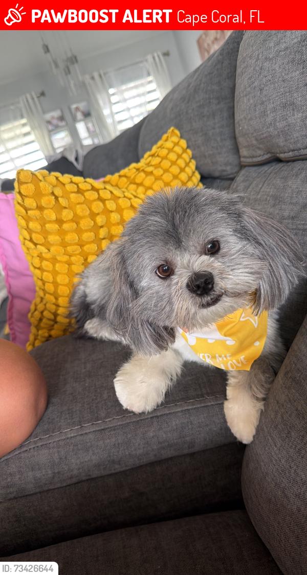 Lost Male Dog last seen NW 5th Terrace, Cape Coral, FL 33993