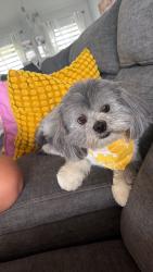 Lost Male Dog last seen NW 5th Terrace, Cape Coral, FL 33993