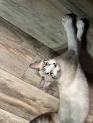 Lost Female Cat last seen Danforth and Sante Fe, Edmond, OK 73003