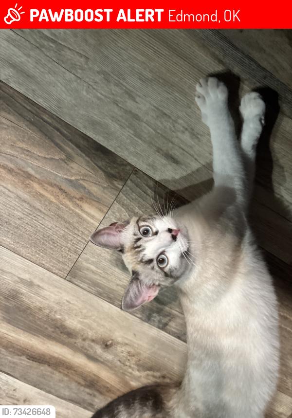 Lost Female Cat last seen Danforth and Sante Fe, Edmond, OK 73003