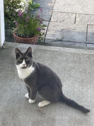 Reunited Unknown Cat last seen Bronisz dr, Ellington, CT 06029