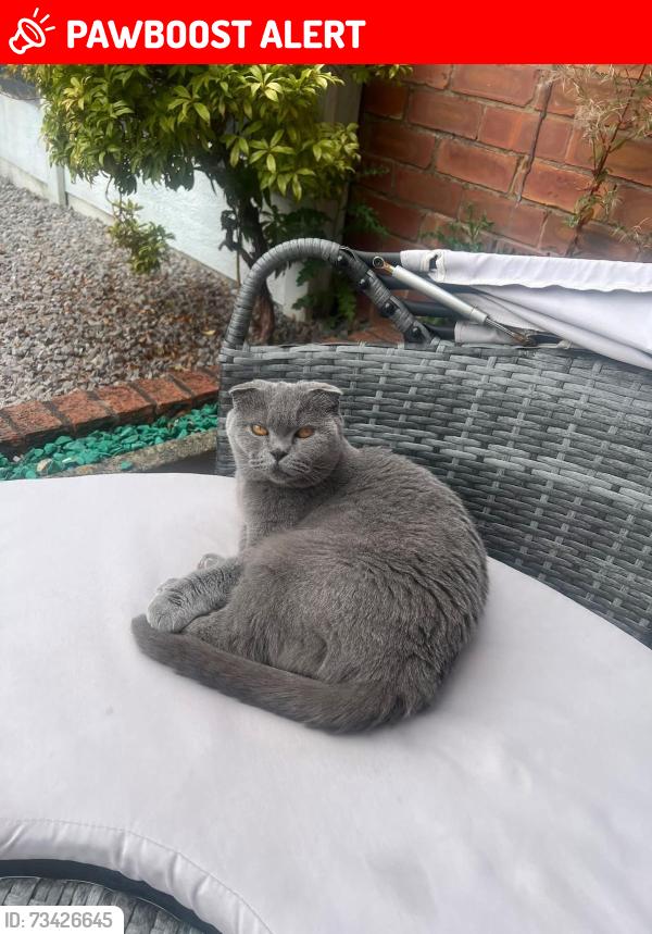 Lost Female Cat last seen Enterprise, Little Hulton, England M38 9GJ