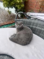 Lost Female Cat last seen Enterprise, Little Hulton, England M38 9GJ