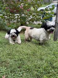 Found/Stray Male Dog last seen 13th and Oakland Ave, Indianapolis, IN 46201