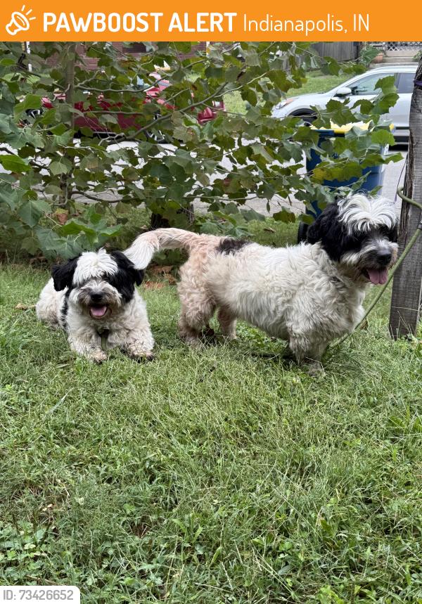 Found/Stray Male Dog last seen 13th and Oakland Ave, Indianapolis, IN 46201