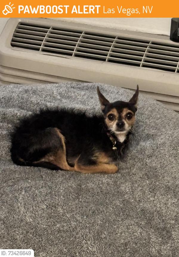 Found/Stray Male Dog last seen Carey and Lamb, Las Vegas, NV 89115