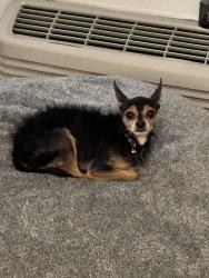 Found/Stray Male Dog last seen Carey and Lamb, Las Vegas, NV 89115