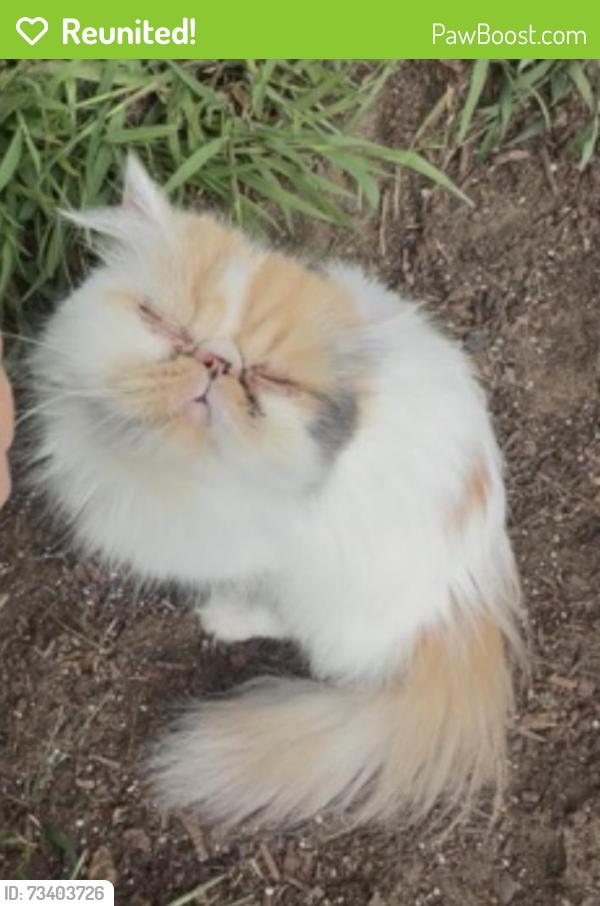 Reunited Female Cat last seen Carol st, Berman st, Springfield, MA 01108