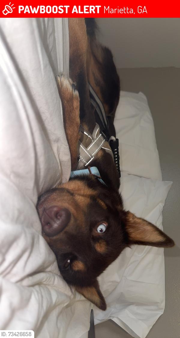 Lost Female Dog last seen Near Smyrna Powder Springs Rd SW, Marietta, GA 30060, Marietta, GA 30060
