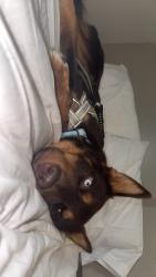 Lost Female Dog last seen Near Smyrna Powder Springs Rd SW, Marietta, GA 30060, Marietta, GA 30060