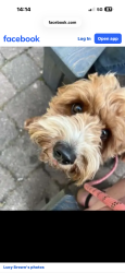 Lost Female Dog last seen Hamstreet woods, Hamstreet, England TN26 2HH