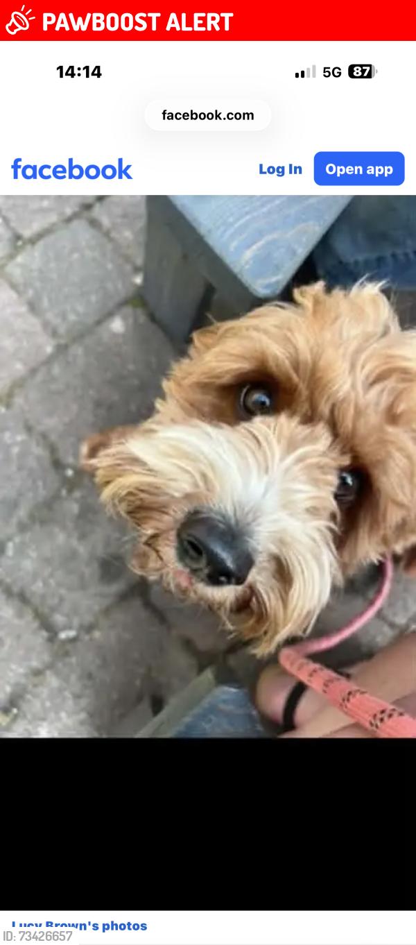 Lost Female Dog last seen Hamstreet woods, Hamstreet, England TN26 2HH
