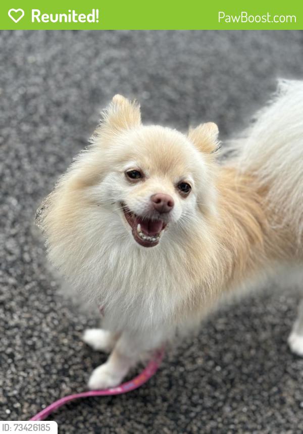 Reunited Female Dog last seen Staples and Lowman, Corpus Christi, TX 78411