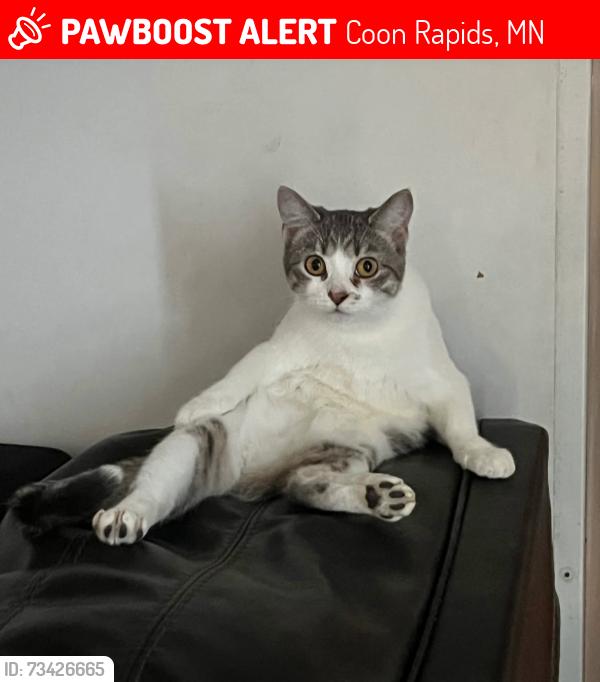 Lost Female Cat last seen Rail roads, Coon Rapids, MN 55448