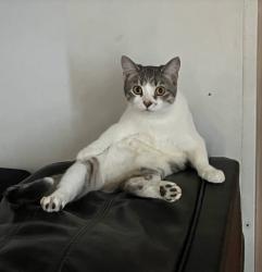 Lost Female Cat last seen Rail roads, Coon Rapids, MN 55448