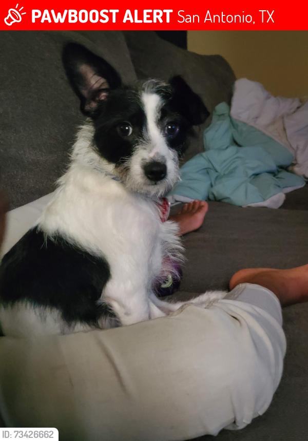 Lost Male Dog last seen Babcock and Callaghan Rd, San Antonio, TX 78240