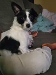 Lost Male Dog last seen Babcock and Callaghan Rd, San Antonio, TX 78240