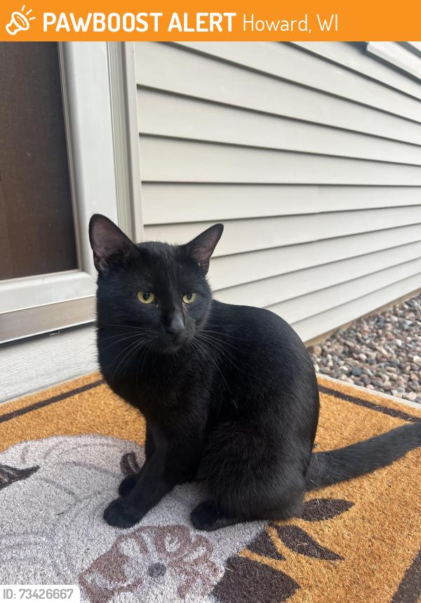 Found/Stray Male Cat last seen Schanock and Taylor, Howard, WI 54303