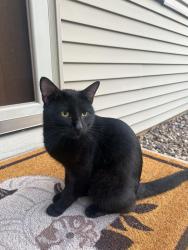 Found/Stray Male Cat last seen Schanock and Taylor, Howard, WI 54303
