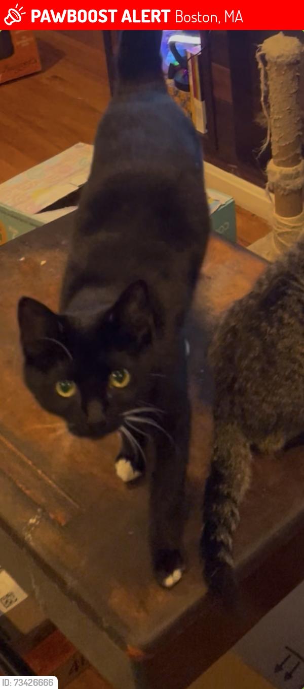 Lost Female Cat last seen Gallivan Blvd & Washington St, Boston, MA 02124