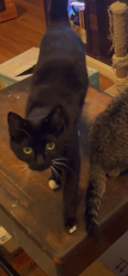 Lost Female Cat last seen Gallivan Blvd & Washington St, Boston, MA 02124