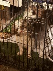 Found/Stray Unknown Dog last seen Springhill Ave near Sandhill and Harmon, Paradise, NV 89121