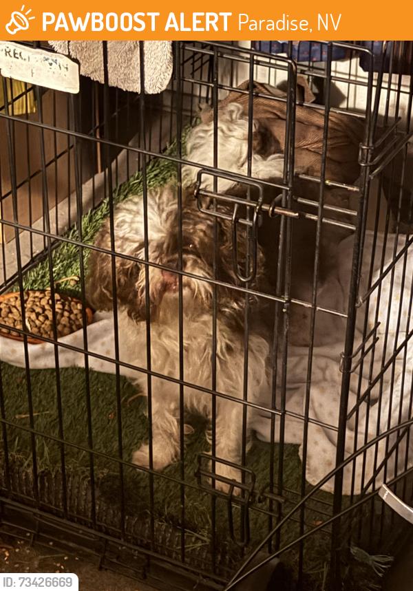 Found/Stray Unknown Dog last seen Springhill Ave near Sandhill and Harmon, Paradise, NV 89121