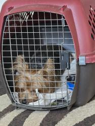 Found/Stray Male Dog last seen Miller & Lumsden, Valrico, FL 33594