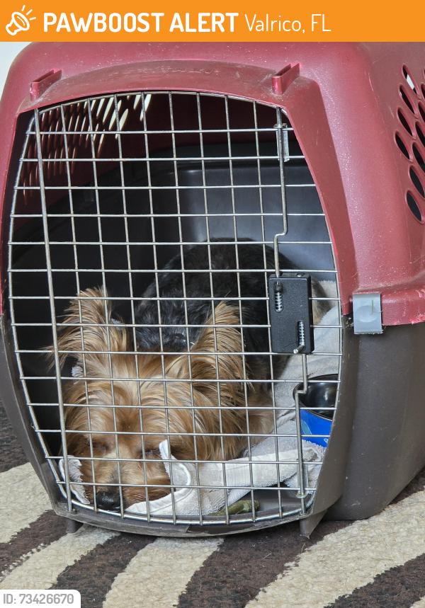 Found/Stray Male Dog last seen Miller & Lumsden, Valrico, FL 33594