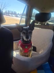 Lost Male Dog last seen 29th St and Arapahoe, Denver, CO 80205