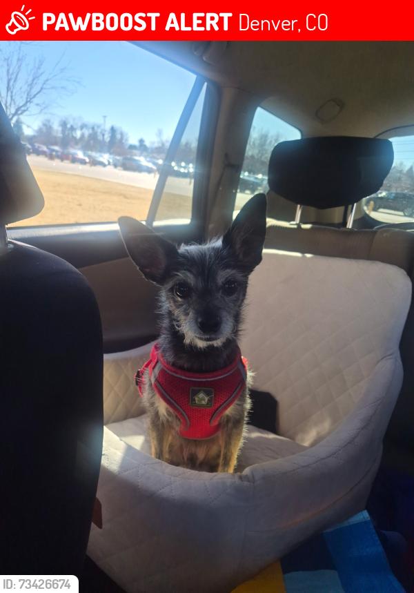 Lost Male Dog last seen 29th St and Arapahoe, Denver, CO 80205