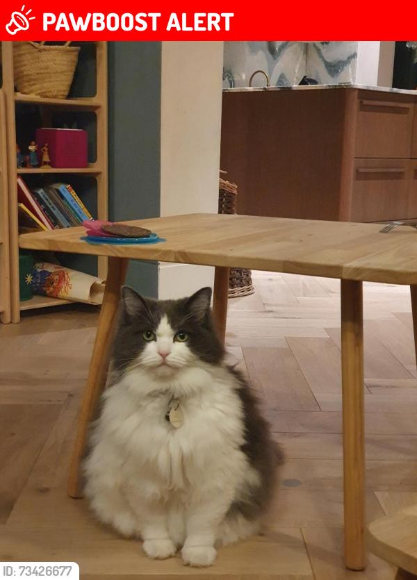 Lost Female Cat last seen all souls road NW10, Greater London, England 