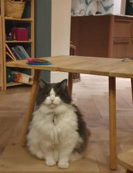 Lost Female Cat last seen all souls road NW10, Greater London, England 