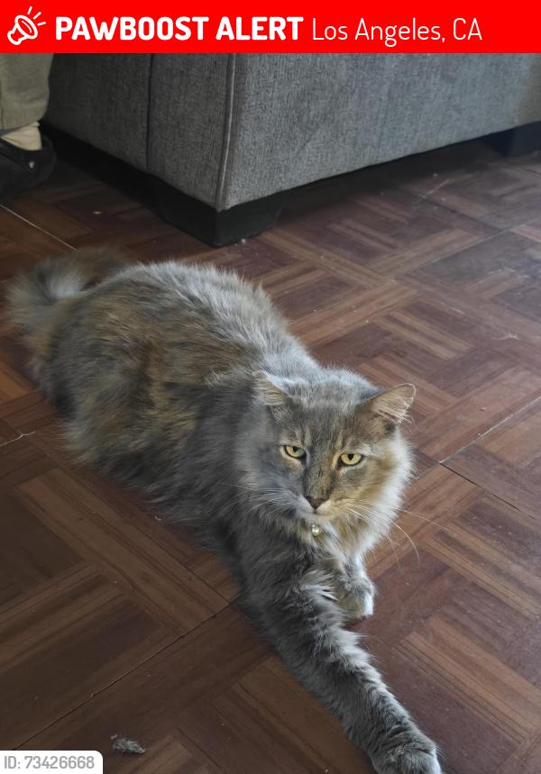 Lost Male Cat last seen West Avenue 31 and Division Street, Los Angeles, CA 90065
