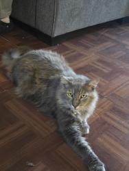 Lost Male Cat last seen West Avenue 31 and Division Street, Los Angeles, CA 90065
