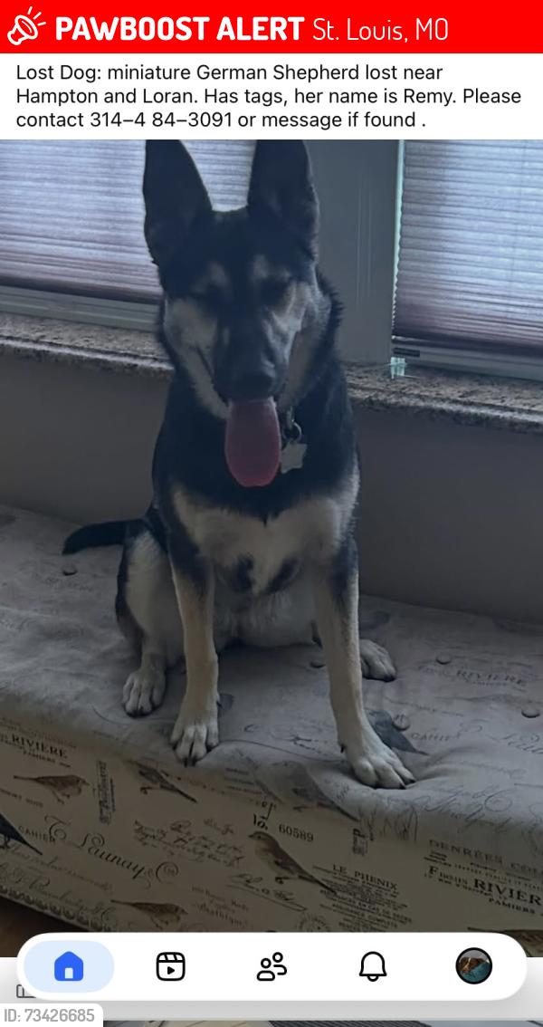 Lost Female Dog last seen Hampton and Loran, St. Louis, MO 63109