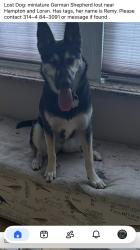 Lost Female Dog last seen Hampton and Loran, St. Louis, MO 63109