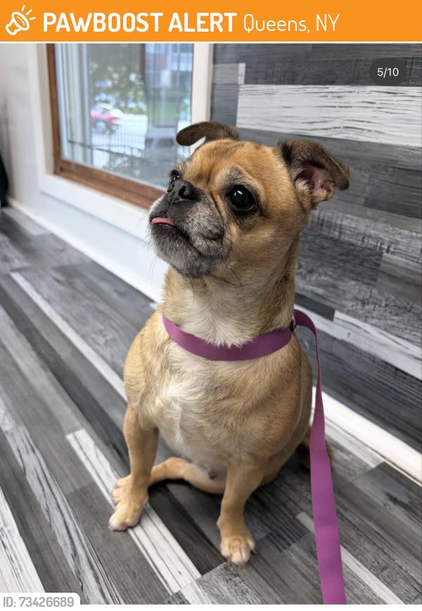 Found/Stray Female Dog last seen Flushing Queens, Queens, NY 11354