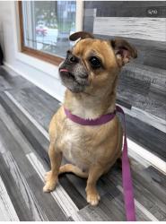 Found/Stray Female Dog last seen Flushing Queens, Queens, NY 11354