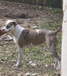 Lost Female Dog last seen Quail Run South, Theodore, AL 36582