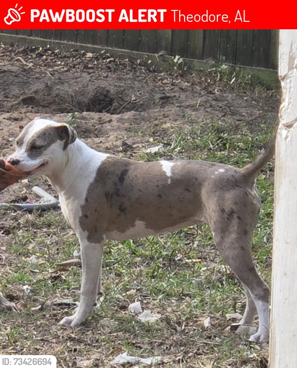 Lost Female Dog last seen Quail Run South, Theodore, AL 36582