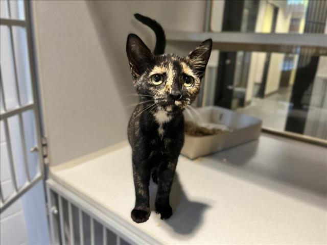 Shelter Stray Female Cat last seen OLIN RD, CEDAR GROVE, NC, 1601 Eubanks Rd, Chapel Hill, NC 27516, USA