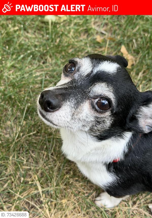 Lost Male Dog last seen avimor, id, Avimor, ID 83714