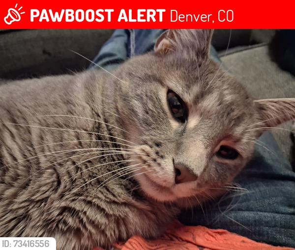 Lost Male Cat last seen Sloans Lake, Denver, CO 80204