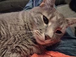 Lost Male Cat last seen Sloans Lake, Denver, CO 80204