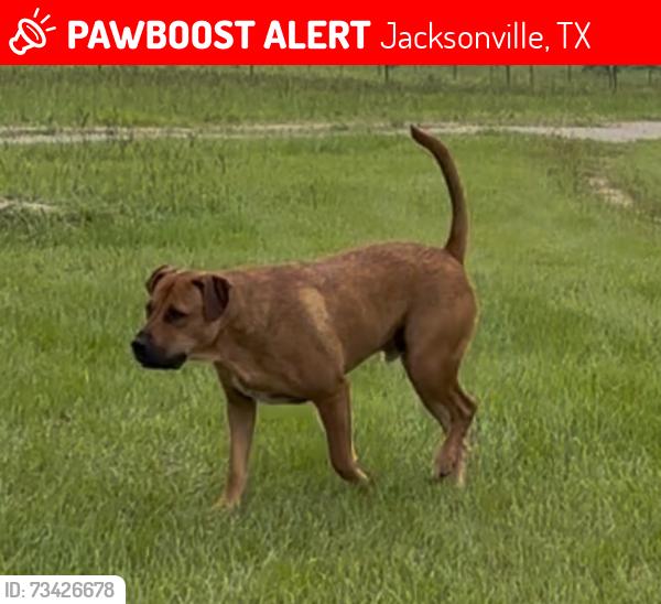 Lost Male Dog last seen Near County Road 4501, Jacksonville ( New Summerfield), Jacksonville, TX 75766