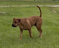 Lost Male Dog last seen Near County Road 4501, Jacksonville ( New Summerfield), Jacksonville, TX 75766