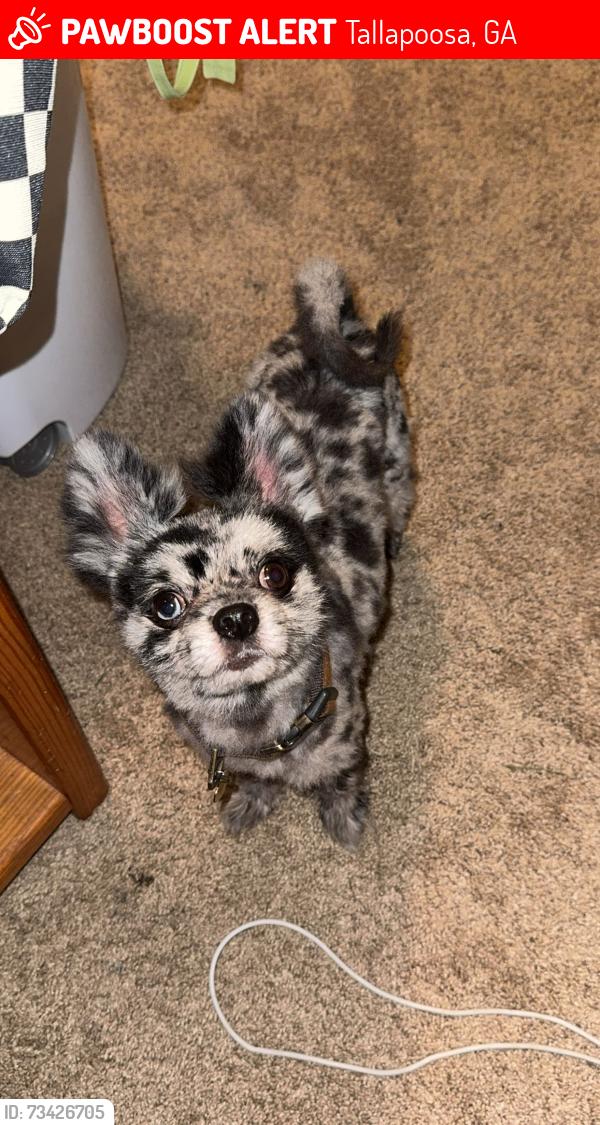 Lost Male Dog last seen Helton Howland Park, Tallapoosa, GA 30176