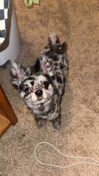Lost Male Dog last seen Helton Howland Park, Tallapoosa, GA 30176
